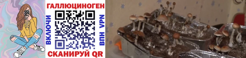 Псилоцибиновые грибы Magic Shrooms  даркнет состав  blacksprut вход  Минеральные Воды  где купить наркотик 